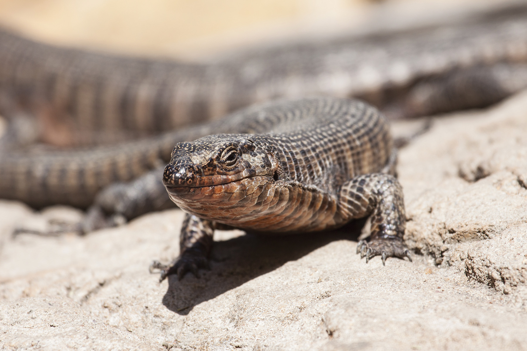 African plated lizard | Oregon Zoo